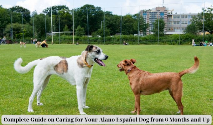 Complete Guide on Caring for Your Alano Español Dog from 6 Months and Up