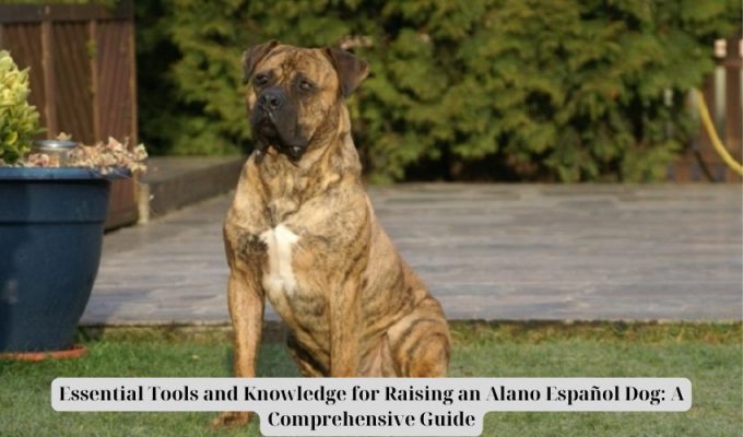 Essential Tools and Knowledge for Raising an Alano Español Dog: A Comprehensive Guide