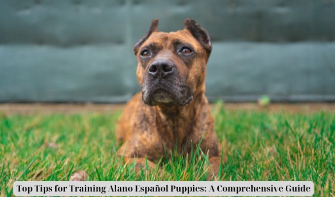 Top Tips for Training Alano Español Puppies: A Comprehensive Guide