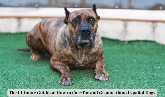 The Ultimate Guide on How to Care for and Groom Alano Español Dogs