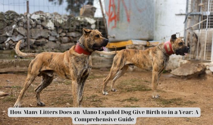 How Many Litters Does an Alano Español Dog Give Birth to in a Year: A Comprehensive Guide