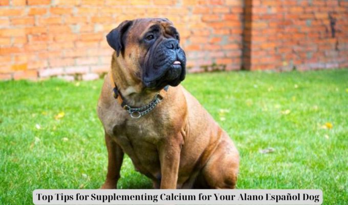 Top Tips for Supplementing Calcium for Your Alano Español Dog