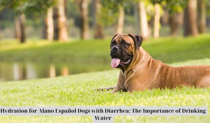 Hydration for Alano Español Dogs with Diarrhea: The Importance of Drinking Water