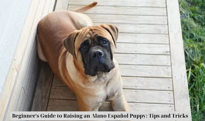 Beginner’s Guide to Raising an Alano Español Puppy: Tips and Tricks