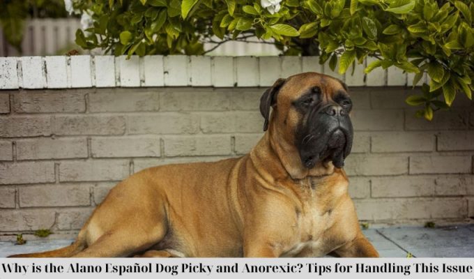 Why is the Alano Español Dog Picky and Anorexic? Tips for Handling This Issue